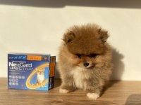 Erkek Pomeranian Boo Micro Boy
