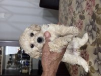 ANTALYADA 48 GÜNLÜK MALTİPOO YAVRULAR