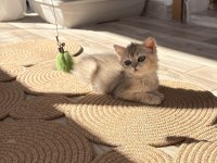 Safkan dişi yavru british shorthair