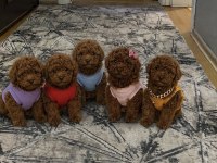 Sağlık Irk Garantili Toy Poodle Köpekler