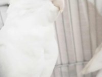 Albino Takım Dişi Sultan Papağanı Evcildir