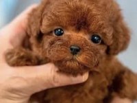 Yavru poodle yer dolayısından