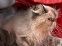 2 YAŞINDA LYNX POİNT DİŞİ İRAN KEDİSİ