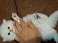Safkan british longhair yavru