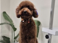 Toy poodle 10 aylık erkek