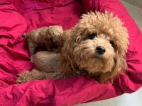 Ailelere Uygun Toy Poodle Yavrular