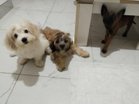 Teslime hazır maltipoo