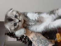 Erkek scottish fold