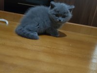 52 günlük british shorthair yavrularımız