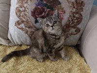 Ücretli kedimizi sahiplendirme