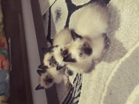 Safkan siyam kedileri