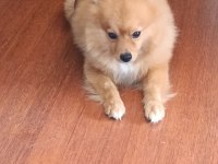 Pomeranian 3 yaşında eğitimli