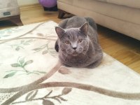 8 aylık british shorthair bütün vitamin aşıları tamamdır