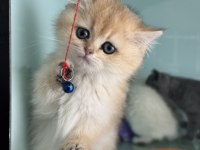 Çok özel son dişi golden british shorthair yavrumuz