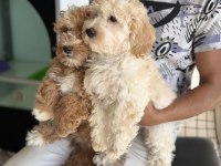 Wc eğitimli maltipoo lar petmode den
