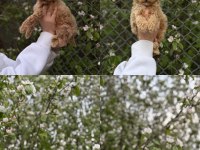 POODLE YAVRUMUZ YENİ YUVASINI ARIYOR