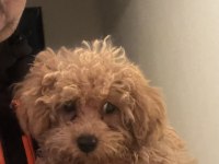 2 aylık aşıları başlanmış dişi Toy poodle