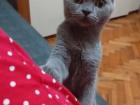 Orijinal scottish fold yavrusu