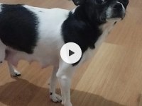 Elma kafa chihuahua