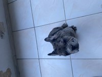 French bulldog Merle yavrularımız