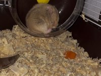 Acil bebek hamster yuva aranıyor