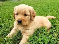 2 Aylık Yumurcak Golden Retriever Yavrular