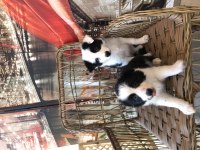 Border Collie Yavru