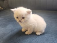 Scottish fold blue point mükemmel yavrular