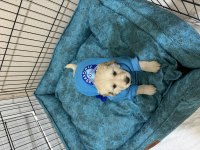 Golden retriever lütfen ciddi olanlar iletişime geçsin