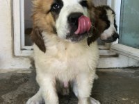 Saint bernard bebek köpekler