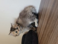Saf kan british shorthair dişi yavru