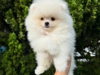 Irk Garantili Pomeranian Yavruları