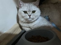 KAYİP KEDİ MANİSA YUNUSEMRE