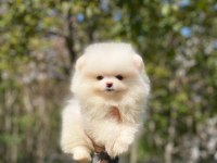 POMERANİAN TEDDY BOO YAVRULARIMIZ