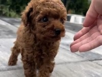 Toy poodle yavrularımız