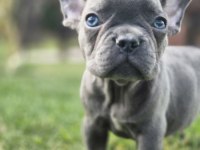 EĞİTİMLİ FRENCH BULLDOG YAVRULARI İSTANBUL 