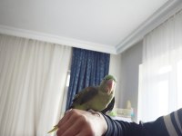 8aylık bebek Alexander papağanı