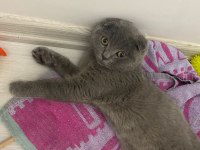 3 aylık erkek scottish fold