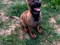 Showline Longhair German Shepherd