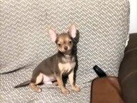 Görüşülür chihuahua