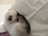 Scottish fold ve british yavru kediler