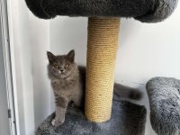 Gri british longhair cinsi yavrumuza yuva arıyoruz