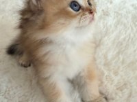 GOLDEN BRİTİSH ARAYANLARA