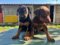 Doberman Yavru Köpeğimiz