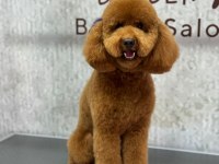 Toy Poodle Oğlumuza Eş Arıyoruz