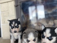 Husky bebekler dişi ve erkek