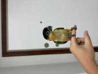El besleme bebek 90 günlük Caique (Kayık) papağanı