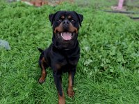 A şecereli üretim izinli korumacı erkek rottweiler