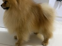 Şecereli pomeranian erkeğimize eş arıyoruz