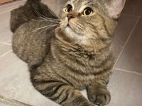 British shorthair kedilerim sahiplendirilecektir